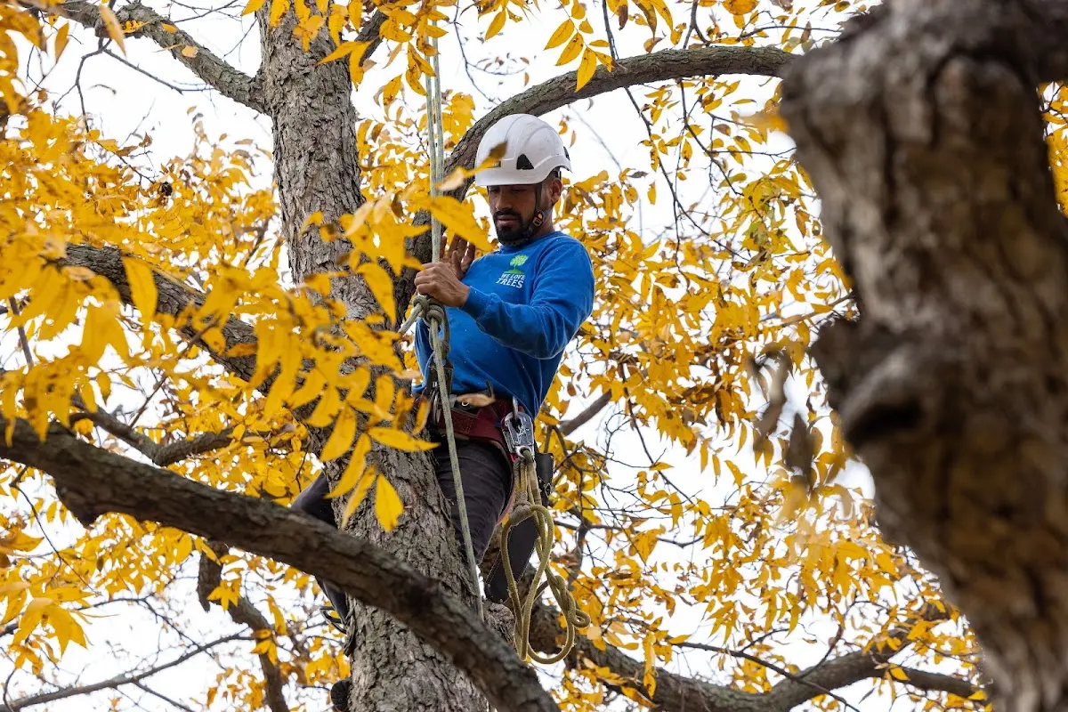 Skilled Dead Tree Removal crew working in Le Roy
